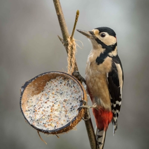 Redwell   27 1 2017   D3s (228 Of 369).jpg